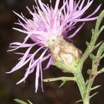 Centaurea deusta ফুল