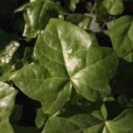 Hedera hibernica叶