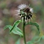 Centaurea melitensis Flower