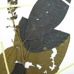 Miconia sagotiana Otro