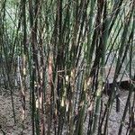 Phyllostachys nigra Habitus