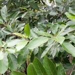 Cordia alliodora Hoja