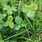 Trifolium fragiferum Листок