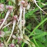 Himantoglossum hircinum Blüte