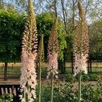 Eremurus robustus Flower