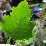 Chenopodium quinoa Лист