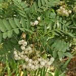 Sorbus koehneana Leaf