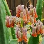 Kalanchoe fedtschenkoi Floare