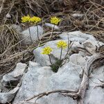 Draba lasiocarpa Hábito
