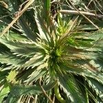 Plantago serraria Hoja