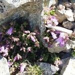 Penstemon davidsonii Costuma