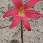 Zephyranthes sylvatica Virág