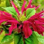 Monarda didyma മറ്റ്