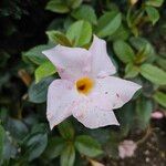 Mandevilla laxa Flower