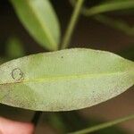 Garcinia madruno Leaf