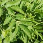 Solanum seaforthianum Leaf