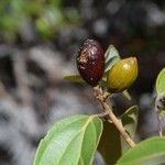 Cryptocarya guillauminii Frucht