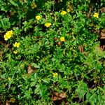 Potentilla erecta عادت داشتن