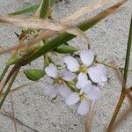 Cakile maritima 花