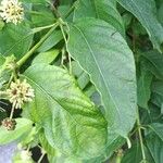 Cephalanthus occidentalis Leaf