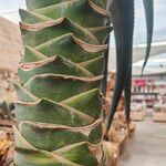 Aloe spp. പുറംതൊലി