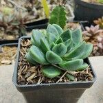 Pachyphytum compactum Liść