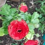 Ranunculus asiaticusBlüte