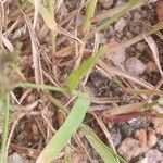 Eragrostis minor Liść