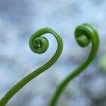 Asplenium septentrionale Плод