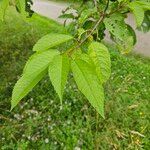 Prunus pensylvanica Hoja