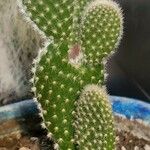 Opuntia microdasysDeilen