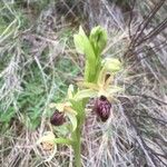 Ophrys sphegodes Цветок