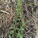 Chenopodium polyspermum Blad