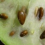 Citrullus colocynthis Fruto