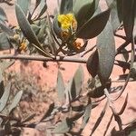 Osyris lanceolata Цветок