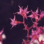 Chorizanthe fimbriata Blomma