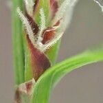 Carex montana Bark