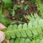Osmunda cinnamomea Leaf