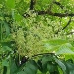 Aralia chinensis Flower