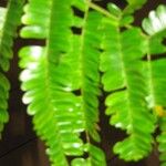 Pseudopiptadenia psilostachya Yaprak