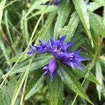 Gentiana asclepiadeaFlower