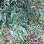 Nothofagus obliqua Hoja