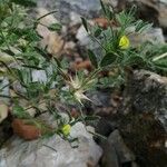 Ononis pusilla Hoja