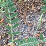 Astragalus hamosus Blad