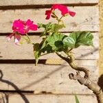 Pelargonium × hybridumFlower