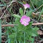 Epilobium montanumफूल