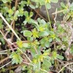 Portulaca oleraceaЛист