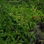 Rhamnus saxatilis Fruchs