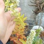 Crassula capitellaЦвят