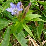 Gentiana scabra Lorea